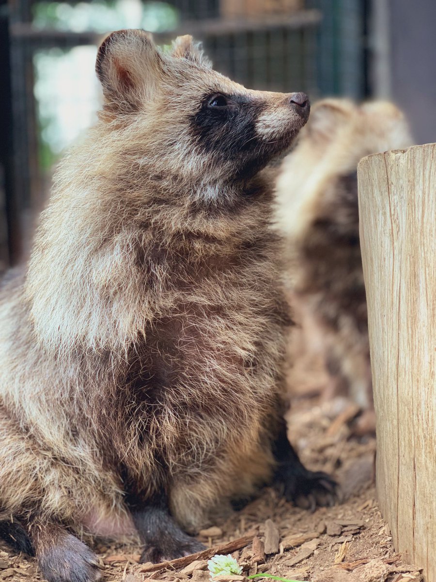 たぬきよ枠 忍者狸くの一 白 5号 （手裏剣） （忍者たぬき・忍者狸・置物・たぬき