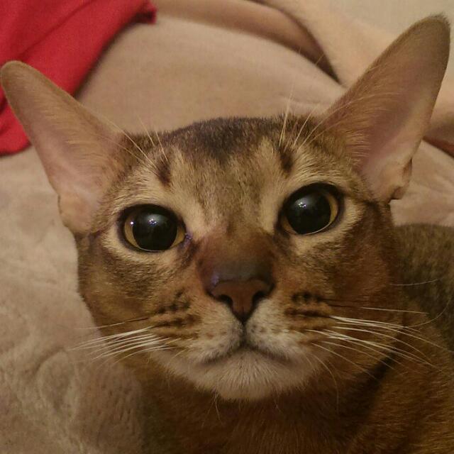 Crestchic_RU's tweet photo. #BringYourCatToWork Всем привет от нашего талисмана Оливера! https://t.co/D5M6lBVzCm