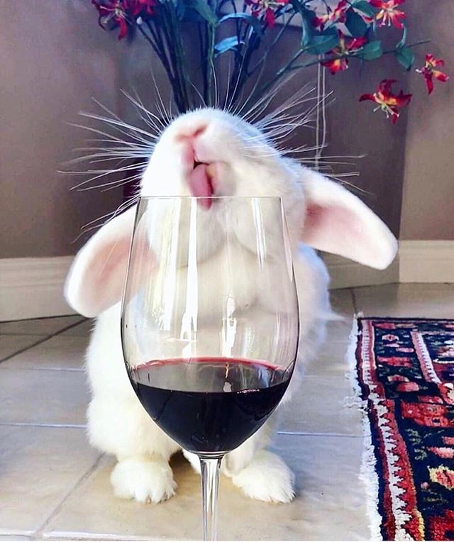 L’instant mignon 🐰🍷 bit.ly/2XozF4t