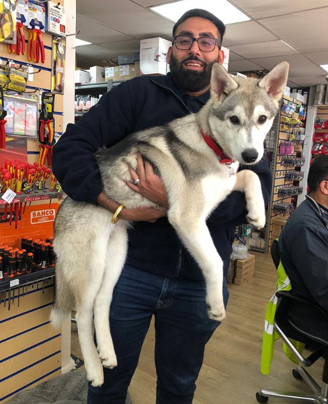 huntersfss's tweet photo. Today is bring your dog to work day! This our Hunters Mascot, Koba, 4 month old Siberian Husky with his owner Warren! 🐶🐾 What a handsome pup! 🐕😍 #bringyourdogtowork #bringyourdogtoworkday #hunterswholesalers #slough #berkshire #security #husky #siberianhusky https://t.co/Up2idb5qbh