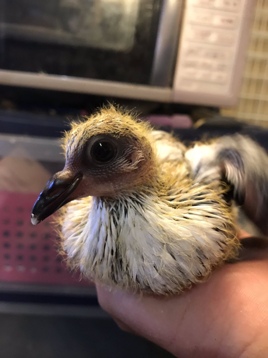 SIROZASACHABO's tweet photo. ただ今雛祭り中、めちゃくちゃかわいい😍
雛ゆえにものすごく気を使います。 https://t.co/ztxBQHC9rB