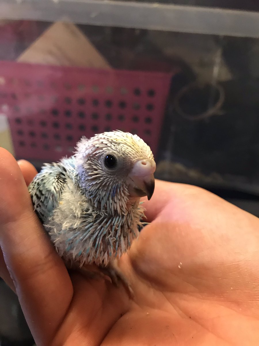 SIROZASACHABO's tweet photo. ただ今雛祭り中、めちゃくちゃかわいい😍
雛ゆえにものすごく気を使います。 https://t.co/ztxBQHC9rB