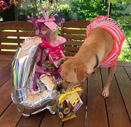 MadeInPet's tweet photo. [HAPPY BIRTHDAY] 🎉🎂🎈
 Voici l'adorable Jinny, qui a fêté ses 4 ans avec sa famille et ses amis 💝😍
 Elle a adoré les Cupcakes MADE iN PET🐱🐾🐶
https://t.co/i3thc1r5rz
 #MADEINPET #Artisanal #Pâtissier #Gâteaux #Chiens #Chats #Anniversaire #Cadeau #Cupcakes #Dog #Cat #Cupcake https://t.co/hxkVfEYQYS