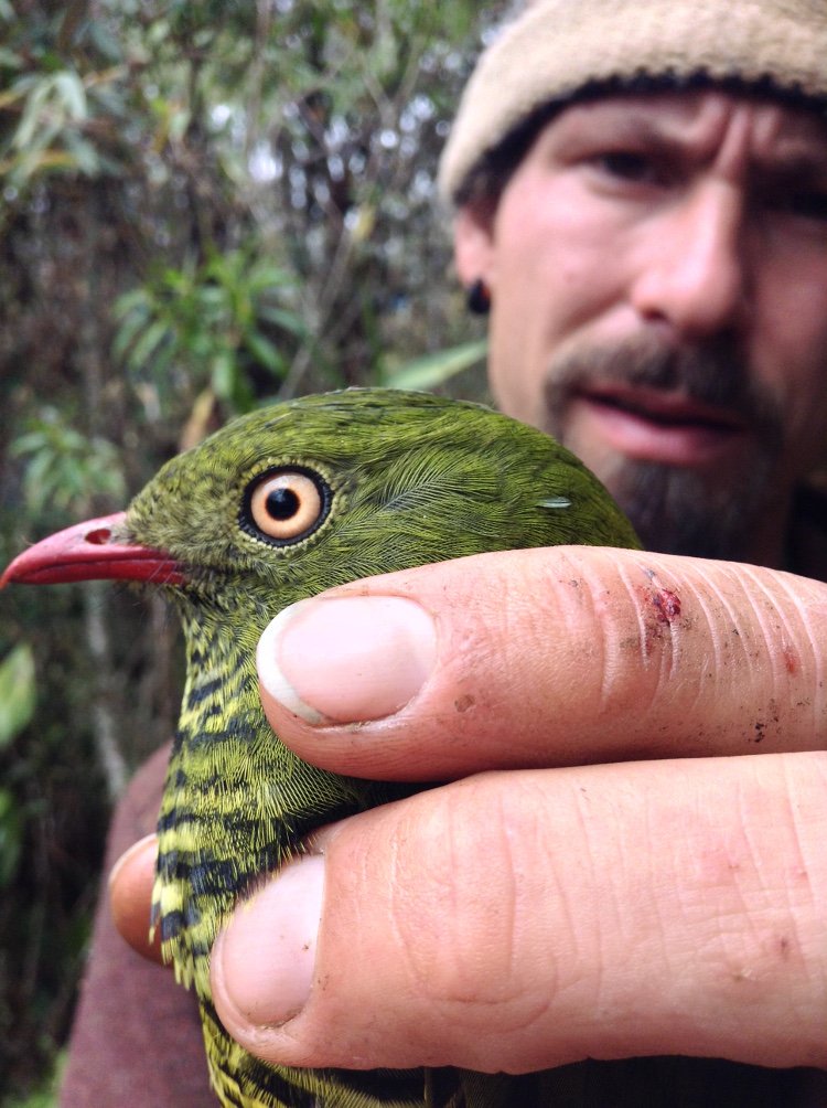 FunEcology's tweet image. New Insight on the blog!
"We were able to measure survival and BMR in different species that occurred across a nearly 3000m elevational gradient. This gave us the opportunity to ask if BMR was mediated by temperature at colder high elevations sites..." functionalecologists.com/2019/06/21/mic…