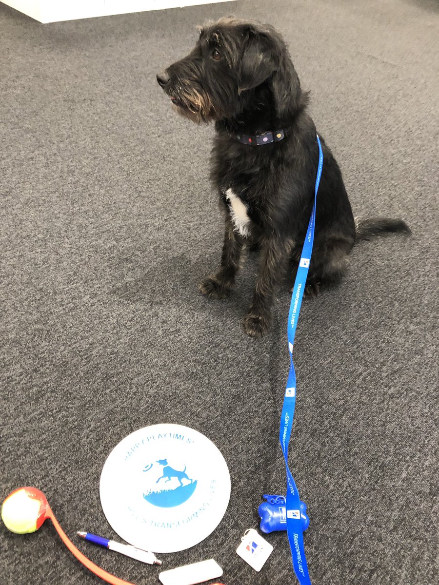 bosleydc's tweet image. #BringYourDogToWork office dog Bill #teamcolgate #teamhills