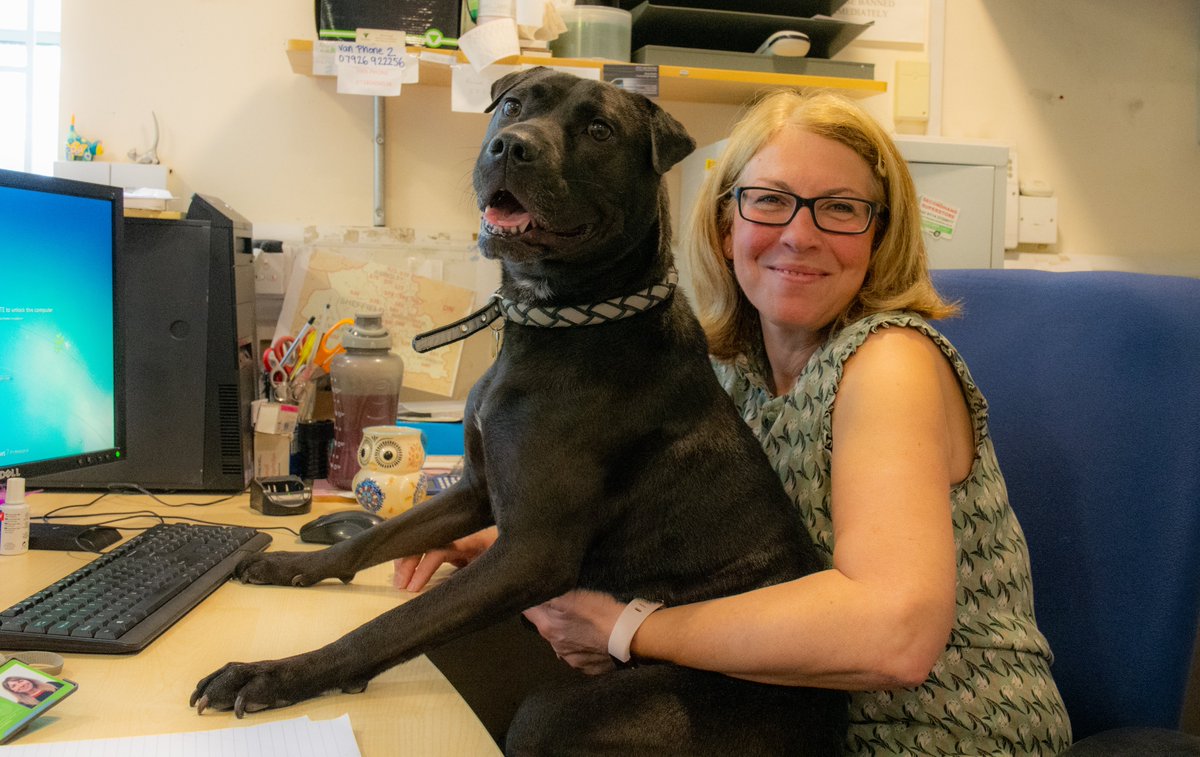 EmmausSheffield's tweet photo. We'd like to introduce our two new members of staff, Narla and Alf. They've both been helping out with #BringYourDogToWorkDay and haven't caused any chaos at all...well, maybe a bit! #homelessness #sheffieldissuper #charity #FridayFeeling https://t.co/UQ0KHf8DtF