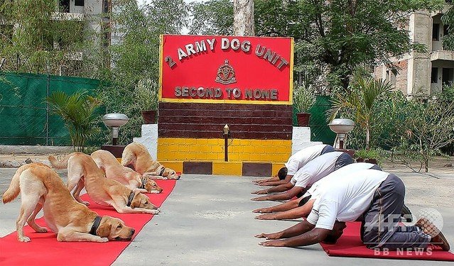 【みんな一緒に】首相も軍人も犬も！インドで「国際ヨガの日」 https://t.co/ILPvsKiDT7...