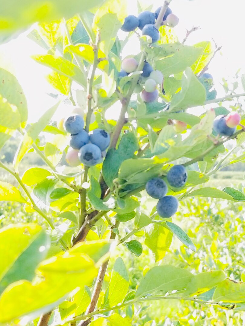 The berries are pretty &amp; sweet as ever! We have plenty for pickin’. We also have other organic goodies available once you’re done pickin’! 
Come see us today and tomorrow from 8am-11am and from 5pm-7pm. 

#organic #blueberry #farm #upick #eatlocal #fairhopealabama #baldwincounty