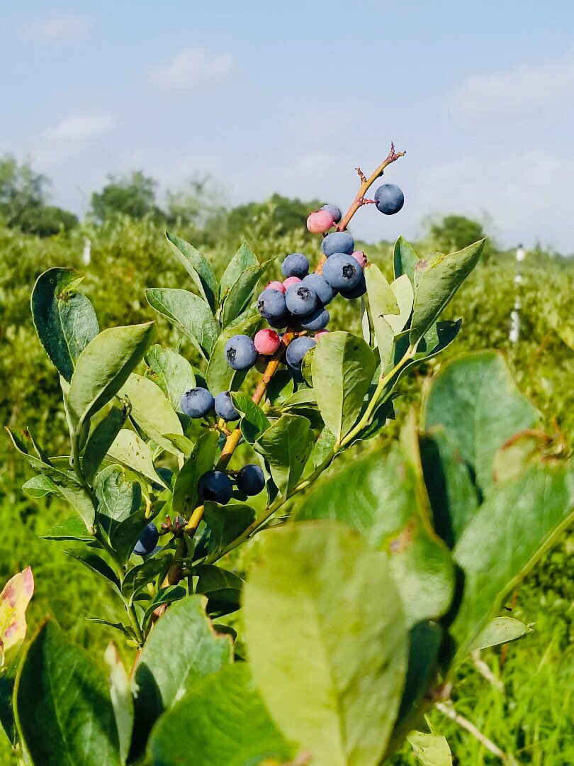WeeksBayBERRIES's tweet photo. The berries are pretty &amp; sweet as ever! We have plenty for pickin’. We also have other organic goodies available once you’re done pickin’! 
Come see us today and tomorrow from 8am-11am and from 5pm-7pm. 

#organic #blueberry #farm #upick #eatlocal #fairhopealabama #baldwincounty https://t.co/lemoL9KnlV
