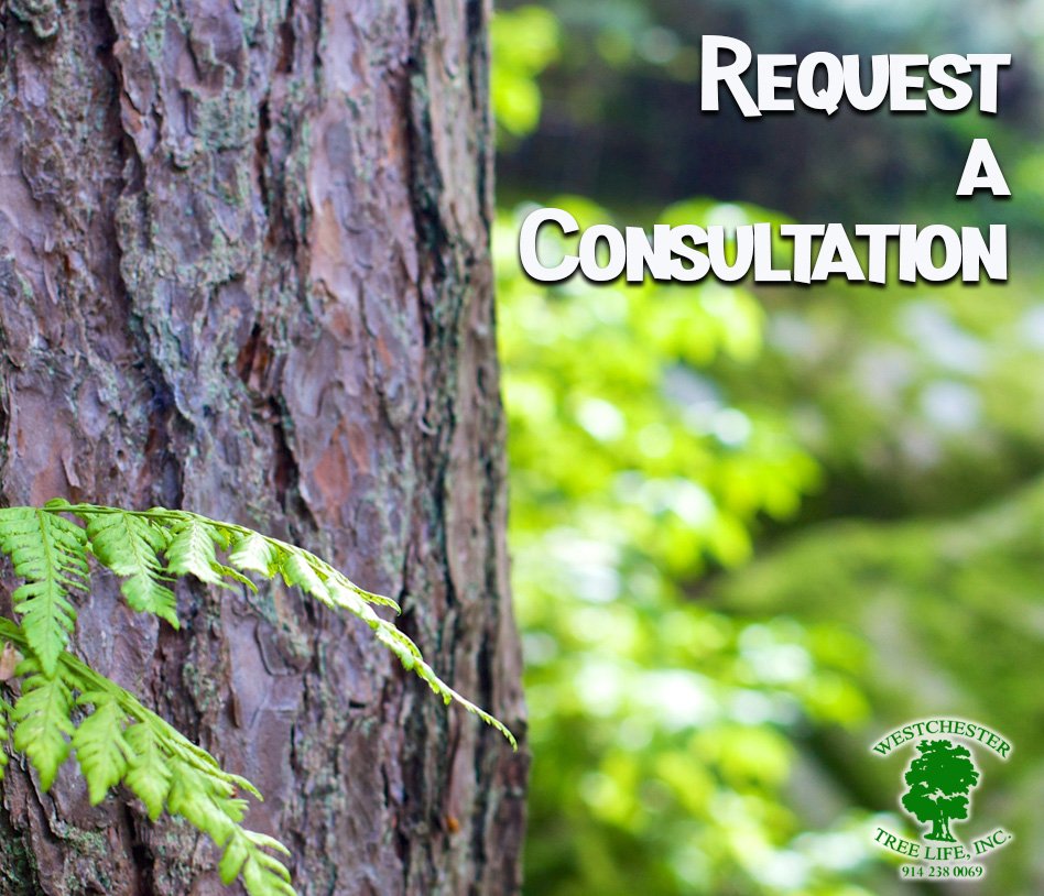 westchestertree's tweet photo. Hello summer! 🌞Concerned about the trees on your property? Visit https://t.co/pD7BQy8JiS to request your consultation.

#summer #hellosummer #trees #nature https://t.co/icGfdFkCPR