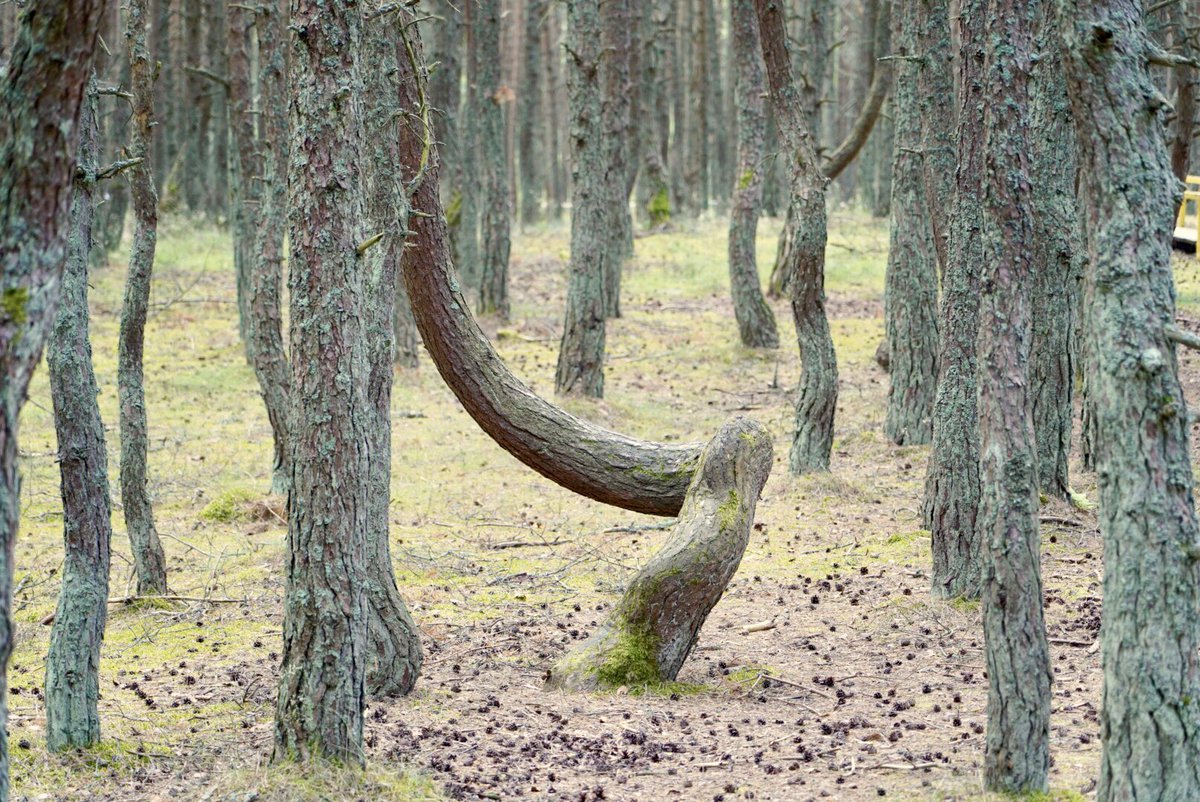 's tweet image. #dancingforest in #kaliningrad #curonianspit @UHeritages #travel moments