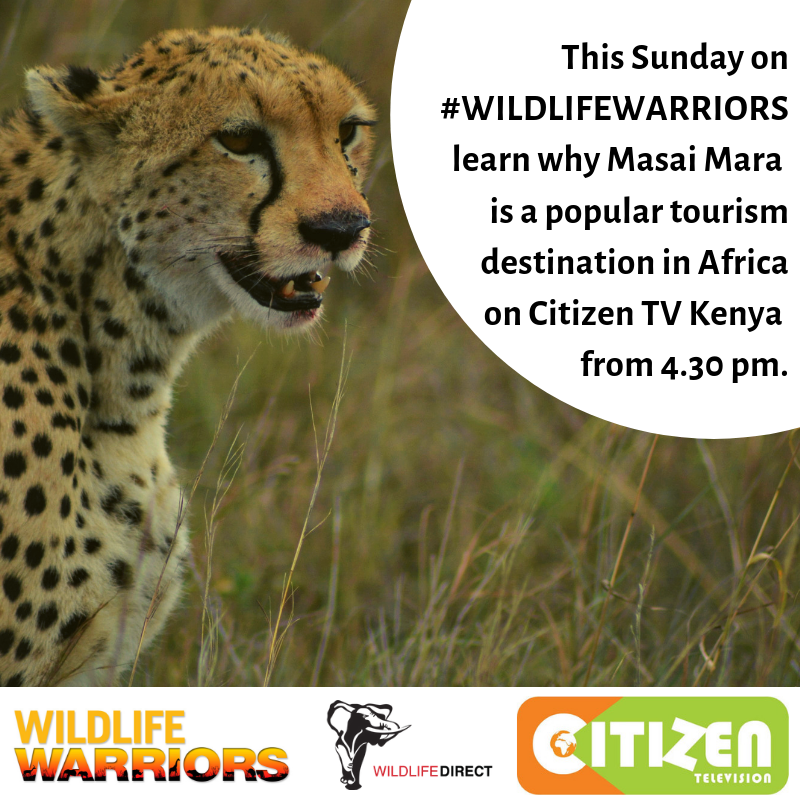wildlifedirect's tweet photo. Tune in to @citizentvkenya from 4.30pm today and get to learn about the Masai Mara. @jackleberrys @USAID @interior @paulakahumbu #WILDLIFEWARRIORS https://t.co/NBobveIHet