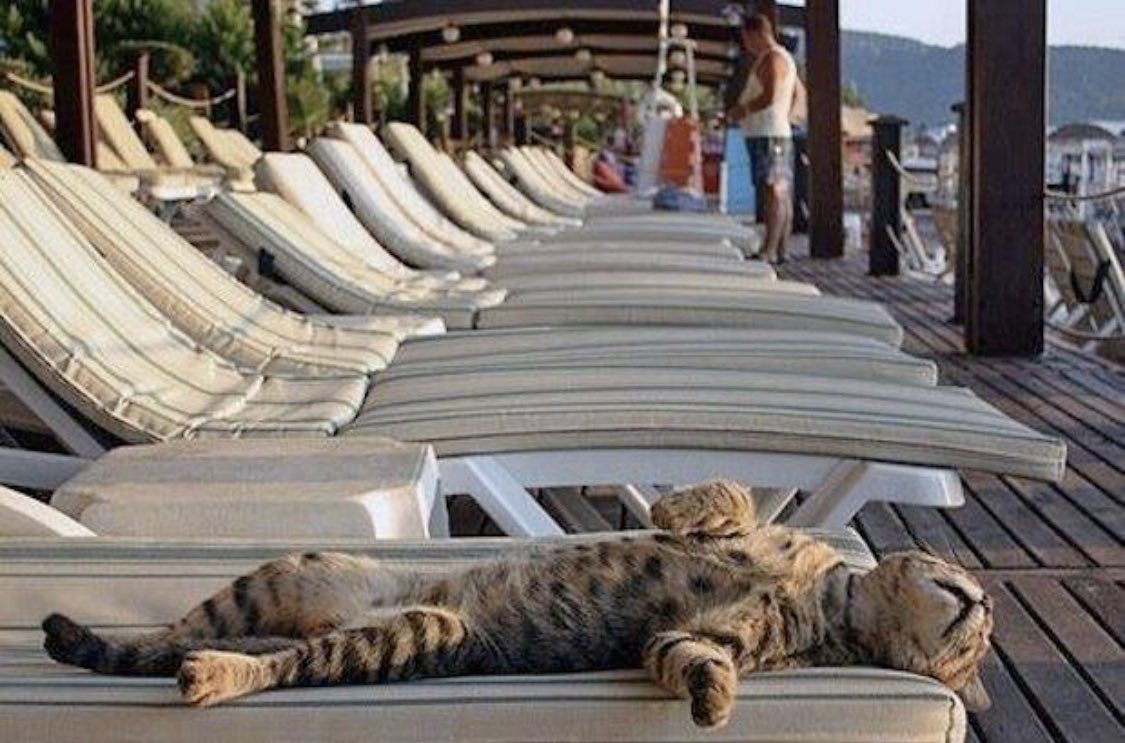 HappyCatCentral's tweet photo. We’re ready! #FirstDayofSummer https://t.co/RdPmjf13Hs
