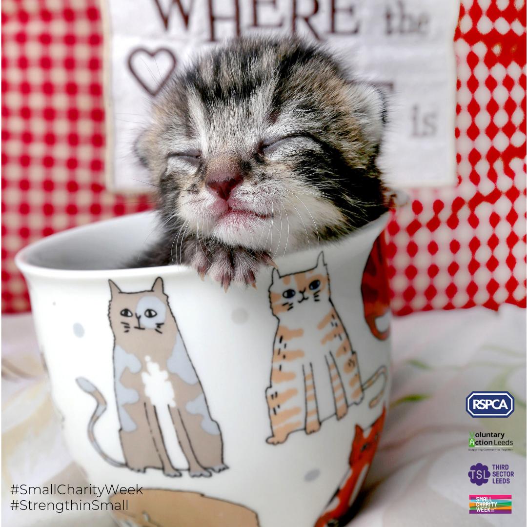 VolActionLeeds's tweet image. The @RSPCALeedsWakey Branch subsidise pet food at its charity shops and they have a great partnership with @PDSA_HQ providing subsidised vet services. Read more in our #SmallCharityWeek blog by @3rdsectorleeds here: bit.ly/SmallCharities…  #strengthinsmall #cat #feelgoodfriday