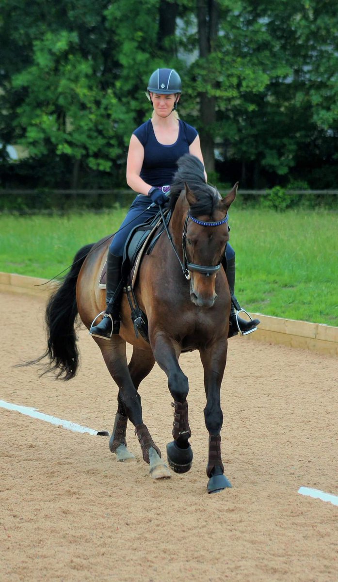 Echristine02's tweet photo. Mr Darcy in his Becky Moody lesson yesterday, got on him after Becky had a sit on him and she had given me back a completely different horse.. Skills Becky Moody 🐎😁 👊 #goals #believeandachieve #inspiredbyyourtrainer https://t.co/qOpg7DEB5k