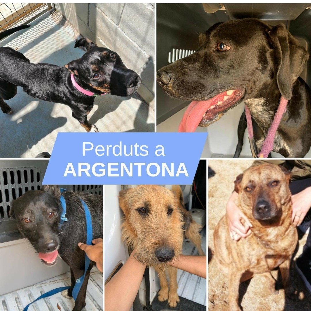 🔴🔴🔴RECOLLITS 21/6/19  A #ARGENTONA! Creiem que es poden haver escapat pels petards, algú els reconeix? Dos d’ells tenen microxip però no localitzem als seus propietaris! Preguem fer-ne difusió! Moltes gràcies!
☎️93.797.42.72 
facebook.com/14801248860306…

#XarxaBarcelonaTrobats