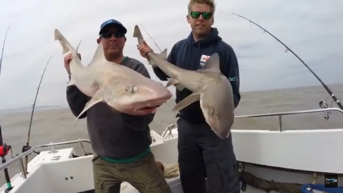 TAFishing tweet media