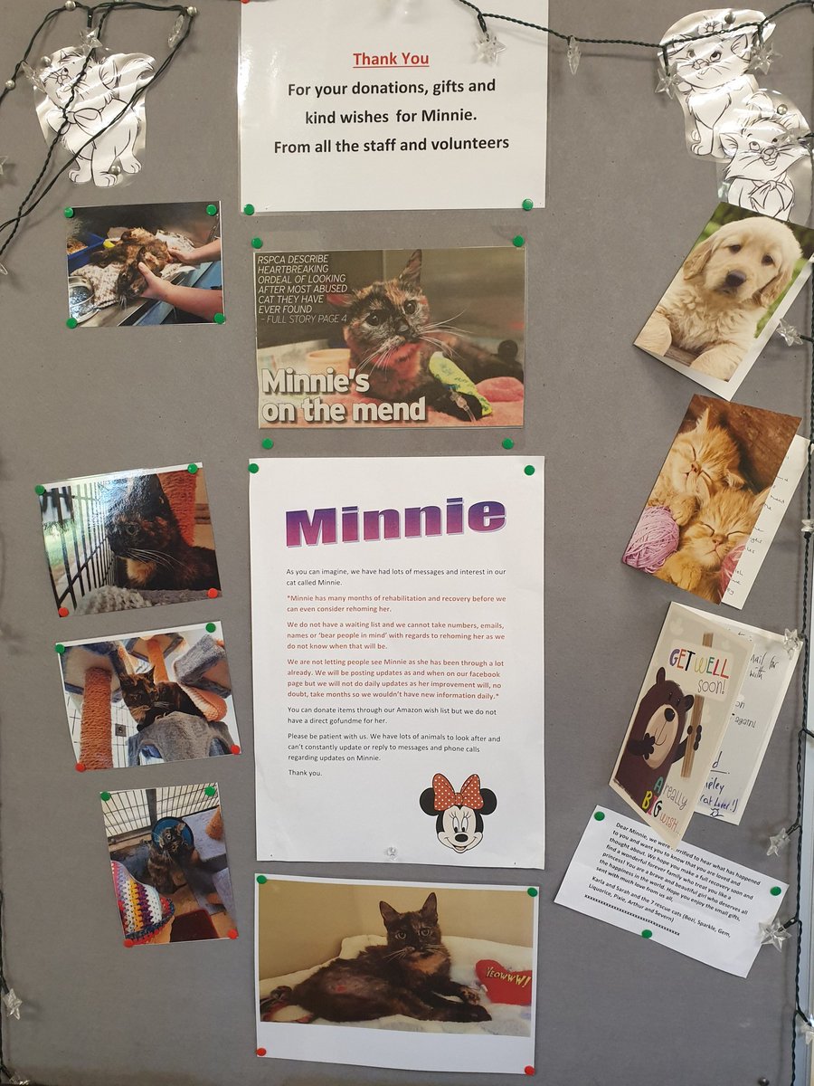 Minnie update: she's been doing even more climbing on her scratching post!!! She's definitely building up the strength in her back legs ❤🐱 #MillbrooksMinnie