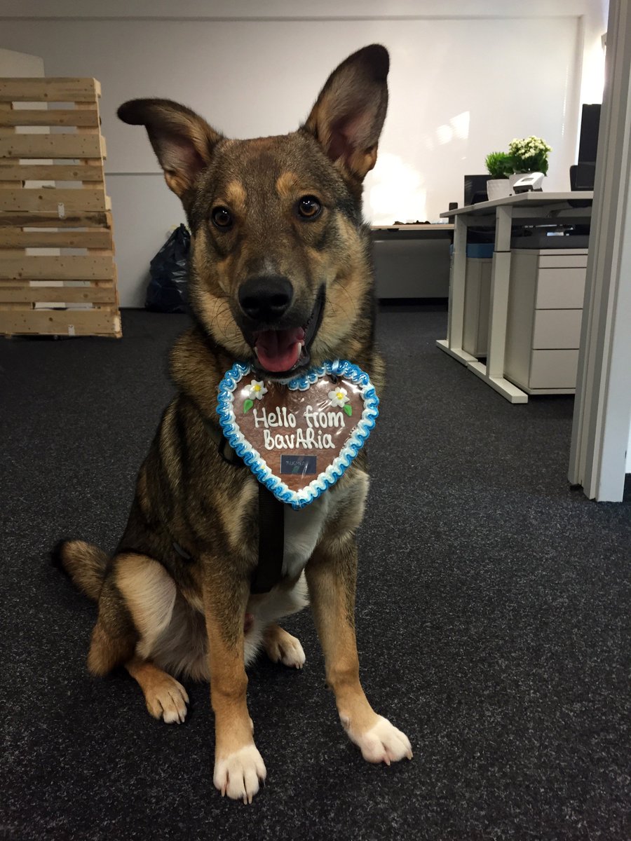 eyecandylab's tweet photo. Now who's a good boy? Happy #TakeYourDogToWorkDay from #teameyecandylab member Finni π Woof! #augmentv @takeyourdog https://t.co/XfXvmJUKGi