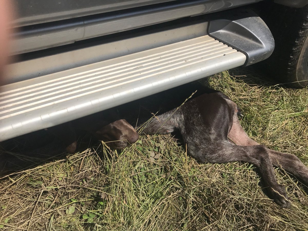 drystone_waller's tweet photo. #BringYourDogToWorkDay Oh yes, quality controller comes with me every day possible, doesn't do much if its too sunny. Wetter the better https://t.co/SskzvOhuX1
