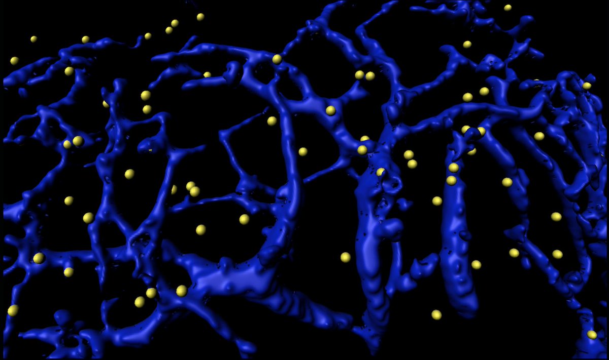 Very glad to share with you our latest paper 'PD-L1 expression on nonclassical monocytes reveals their origin and immunoregulatory function' in <a href="/SciImmunology/">Science Immunology</a> : immunology.sciencemag.org/content/4/36/e… …. Thanks to all authors @Dori_Muc <a href="/5antus/">Donato Santovito</a> <a href="/lai9uan/">Lai Guan NG</a> <a href="/maxevrard/">Maximilien Evrard</a> <a href="/horckmans_m/">Michael Ho</a>
