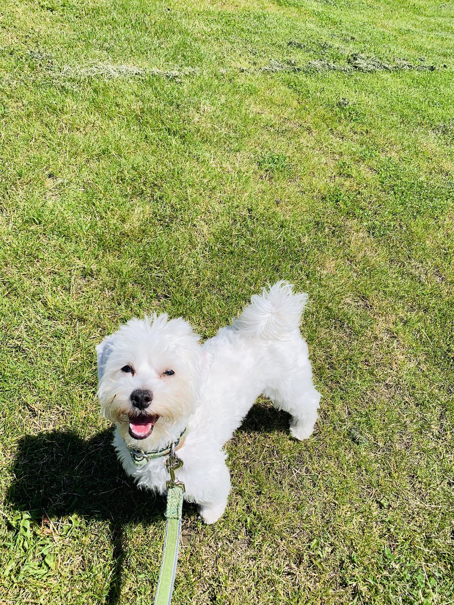 SallyHoyle26's tweet photo. Bruce in his forever home @RSPCALeedsWakey ๐ฅฐ๐พโค๏ธ๐ถ #popularbruce #isbruceplayingout #letsplayfetch @lewishoyle1 https://t.co/NoyIUSpmP2