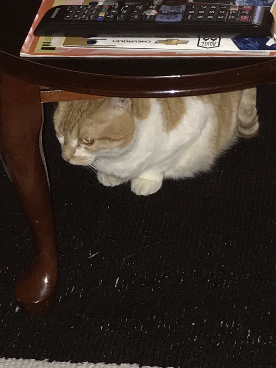 GGBearOver9000's tweet photo. Sheโs irritated by my presence. #cats #angry #whydontyouloveme #thisismyspace https://t.co/DhxzXpDW0O