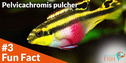 EncycloFish's tweet photo. 🤠 Fun Fact N°3 🤠

The Pelvicachromis pulcher can vary its colour according to its emotional state: the more it is happy, and the more its colours will be beautiful and intense.
Here the complete card:
https://t.co/cioZVocQG0
See you soon !👋🐟
#encyclofish #fishkeeping #pulcher https://t.co/geGsx1LQi4
