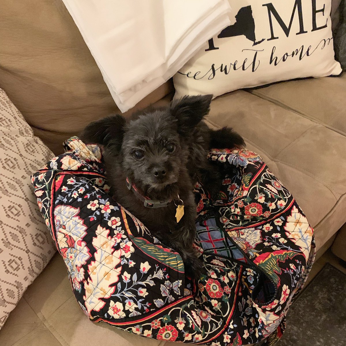 IMADJewelry's tweet photo. I’ll be here tonight 😴 

#Friday #TurnUp #ItsLit #FriYay #Scruffles #FridayNight #DogMom #DogInVeraBradley #DogsOfInstagram #IMAD #MakeADifference https://t.co/HNB1khDXou