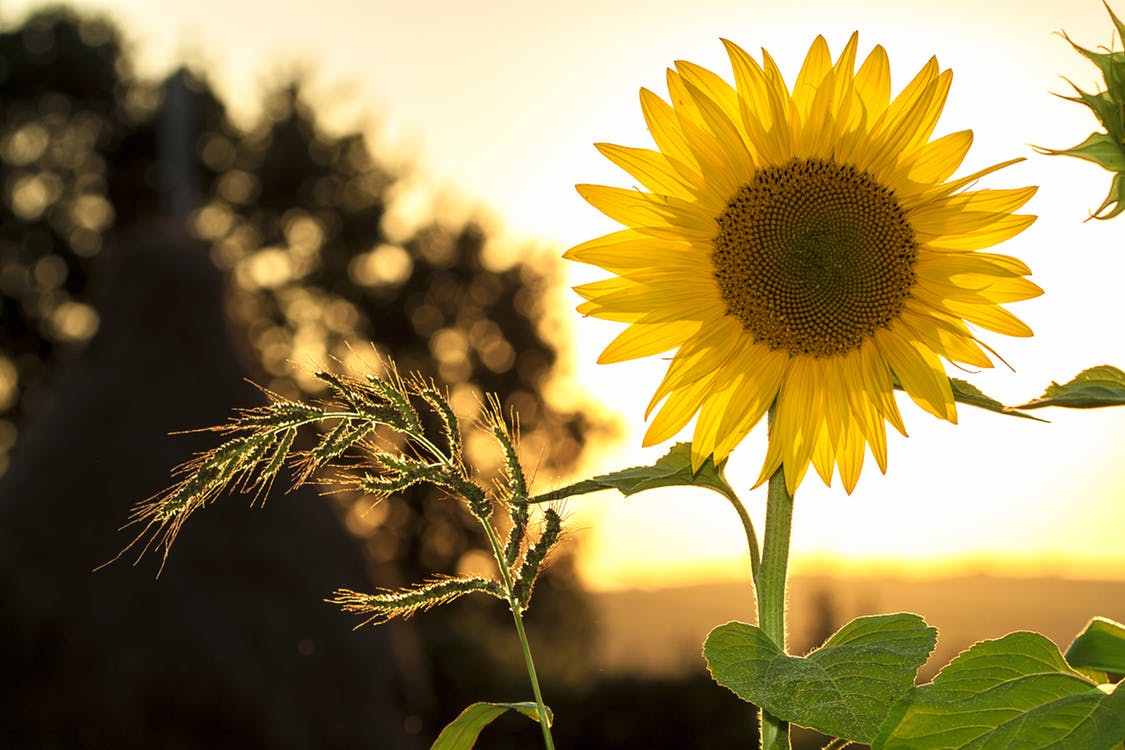 RoselandProduce's tweet photo. Happy first day of summer. The beautiful warm weather is upon us. Who is excited for summer? Do you have any exciting summer plans?
#trysomethingfresh https://t.co/DQbtbaZuRP