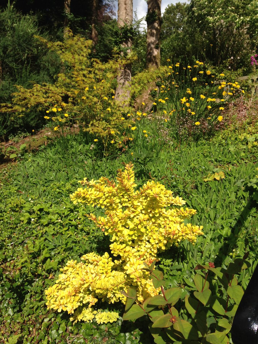 What better afternoon than that of a #SummerSolstice to show some sunny pics of our cheerful Yellow Garden?! #herecomesthesun #RHSPartnerGardens #GW2for1 #realmidwlaes #Gardening
