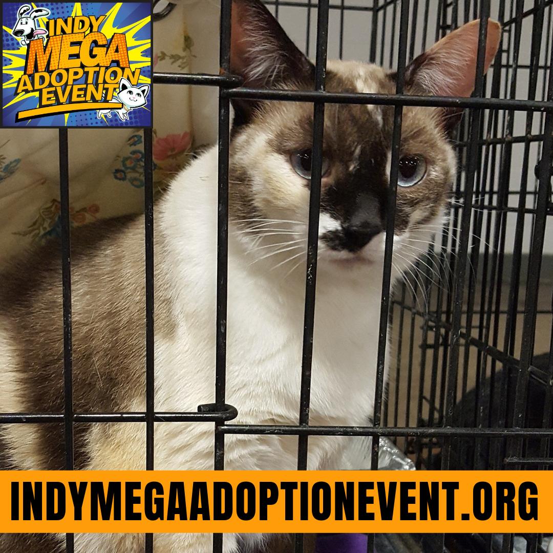 Tomorrow is the big, I mean MEGA, day! General admission hours are 1pm to 6pm, with the Early Bird entry option beginning at noon. All pet adoptions begin at $30 and include: spay or neuter, microchip, age appropriate vaccines, and a lifetime of love. #IndyMega