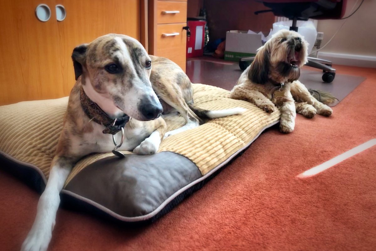 HiLifeDog's tweet photo. Tough being a working dog isn’t it Chewie?! Ted taking it all in his stride as usual. 🤣 #BringYourDogToWorkDay #BYDTWD #TakeYourDogToWorkDay https://t.co/PsYWOM4sN6