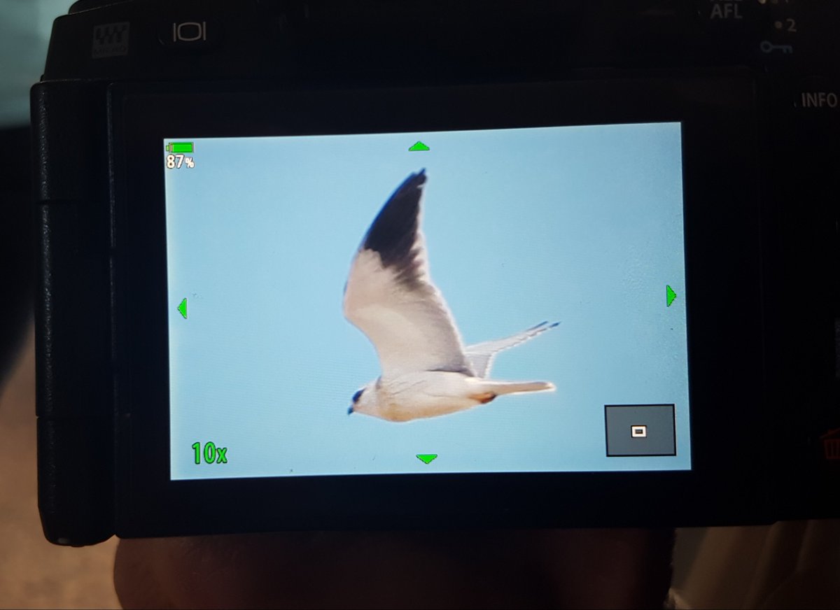 CIGALLOCANTA's tweet photo. El biólogo alemán: Dr.Hans-Joachim Winkhardt nos muestra imágenes de dos ejemplares de #Elanus caerulus fotografiados esta tarde en la zona de la Reguera. https://t.co/0y1gC3oxuC