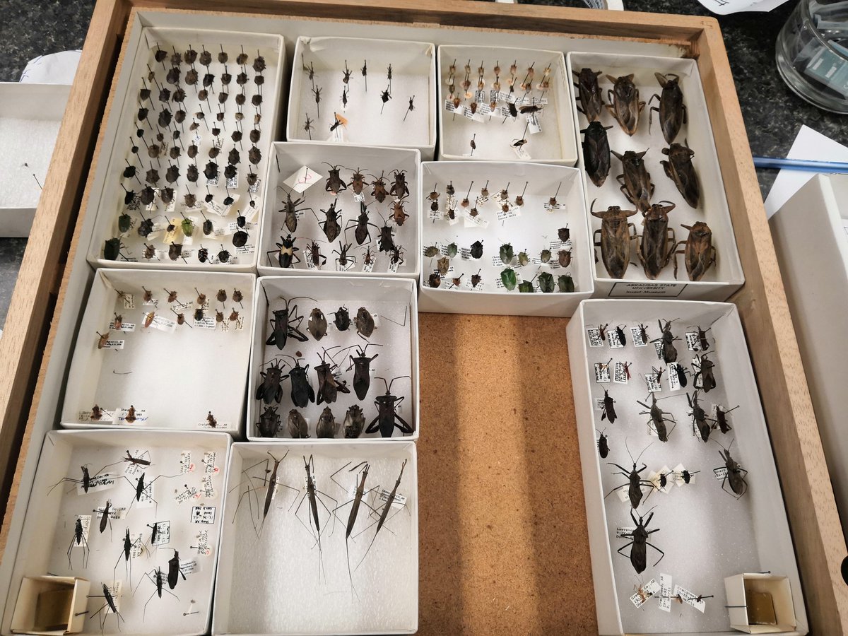 Karyopsis's tweet photo. Yesterday I got caught in the insect collection and almost forgot to pickup my kids. As Laura says "you walk into an insect collection and next thing you know you're half way through a masters, and then you're an entomologist!" #EntomologyEnthusiast #NotAnotherMasters https://t.co/ijet0ZXOOt