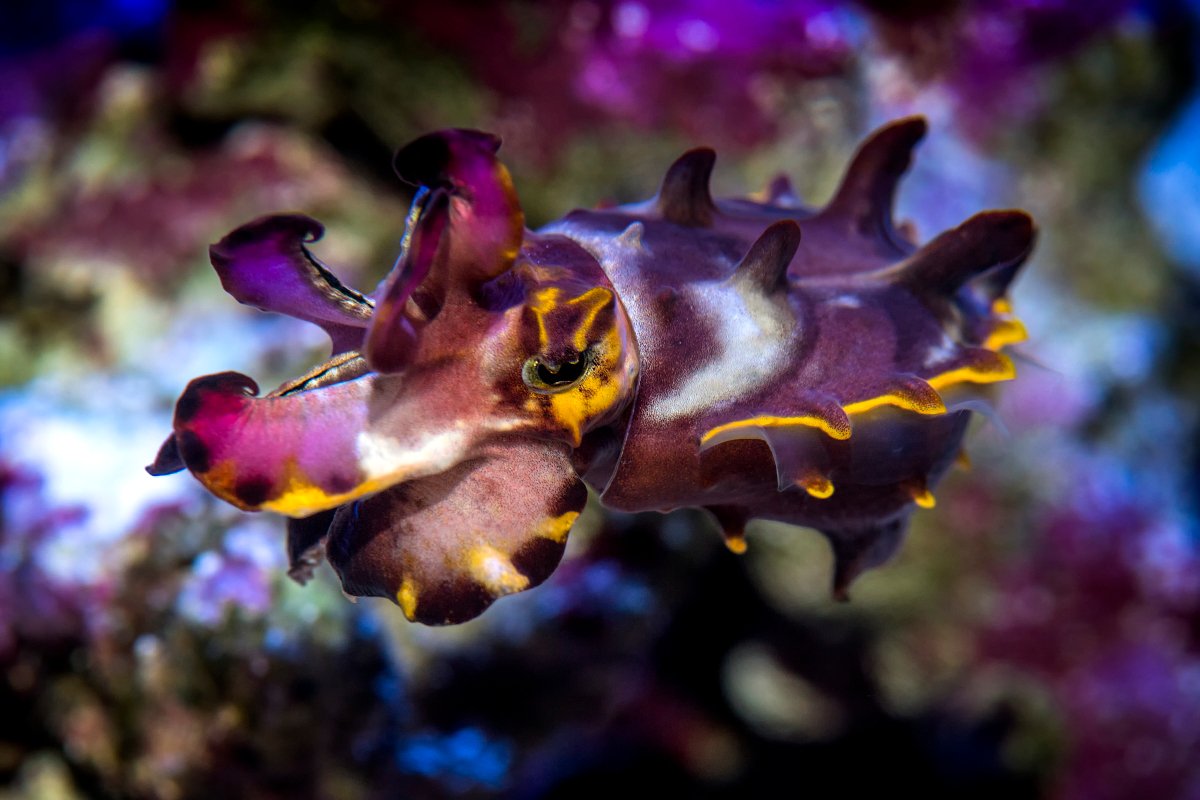 MontereyAq's tweet photo. The most inkredible week of the year has arrived! Happy #CephalopodWeek! 🦑🐙🎉 https://t.co/VOhC76Dsyc
