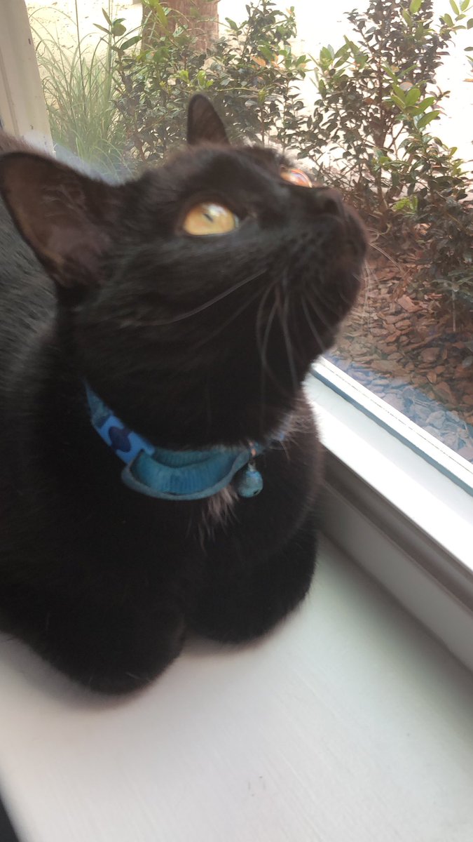 Babygirl likes her windowsill