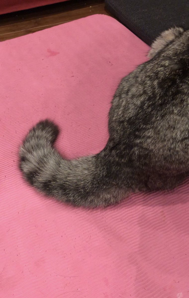 ココニャ 猫写真集 発売中 Ar Twitter アメリカ大統領 イラン攻撃命令10分前に中止を通達っていうニュース フェイクかと思ったけどリアルっぽくて尻尾ふくらむ思いである