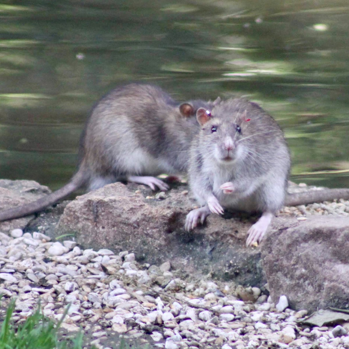 AudeLalis's tweet photo. #MNHN #ISYEB #menagerie #parisianrats #furetage #capturemarkrecapture #CMR @Le_Museum @ISYEB_UMR https://t.co/gR3ZrBouZZ
