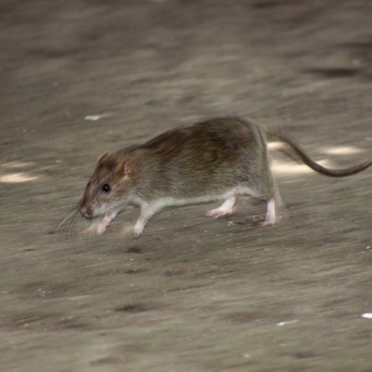 AudeLalis's tweet photo. #MNHN #ISYEB #menagerie #parisianrats #furetage #capturemarkrecapture #CMR @Le_Museum @ISYEB_UMR https://t.co/gR3ZrBouZZ
