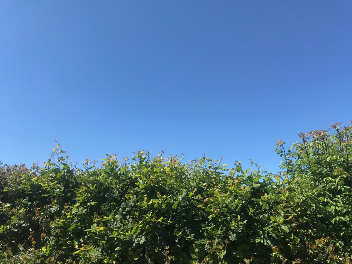 NaturesOwnPets's tweet photo. It's a glorious Solstice day here in Devon and a great excuse to get out and check the fields https://t.co/N8ccCGHaqo