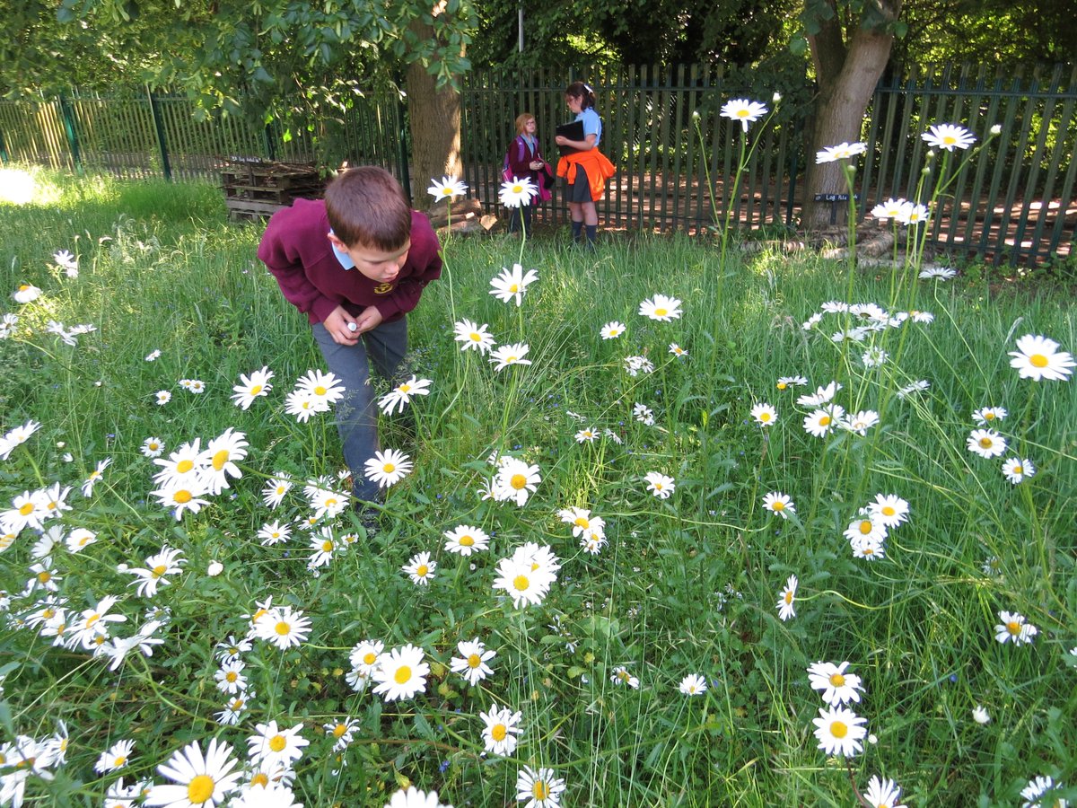 MrBedfordsClass's tweet photo. Results of our survey: 6 species of plants in cut areas, over 50 in the uncut! Only 3 invertebrates in cut areas with 41 in the long grass. Case proven I think! https://t.co/mEYepO6iur