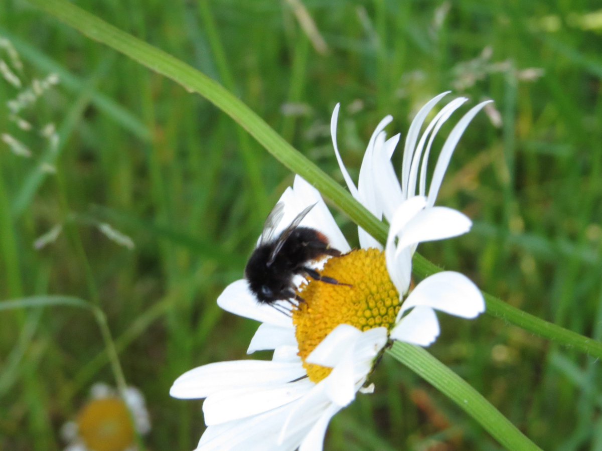 Results of our survey: 6 species of plants in cut areas, over 50 in the uncut! Only 3 invertebrates in cut areas with 41 in the long grass. Case proven I think!