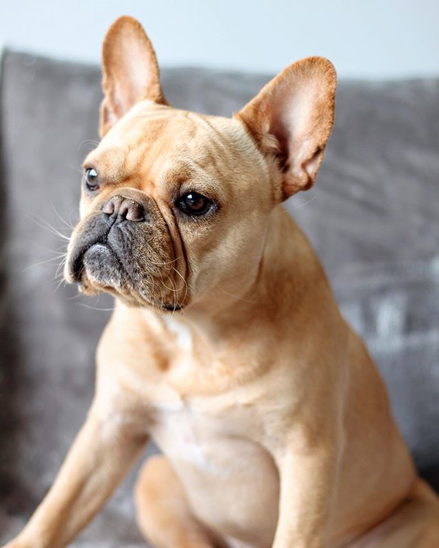 VinceCincy's tweet photo. But first, lemme take a selfie #nationalselfieday #cameratimer β£
β£
β£
β£
β£
β£
β£
#vincecincy #frenchiecute #fridayvibez #fridayfeeling #fridaymotivation #frenchiesociety #frenchiegram #sendnoods #mustlovedogs #dogsofworld #fridayview #rspets #clpets⦠https://t.co/KRbHmAeJ5Z https://t.co/QK89jJqsFF