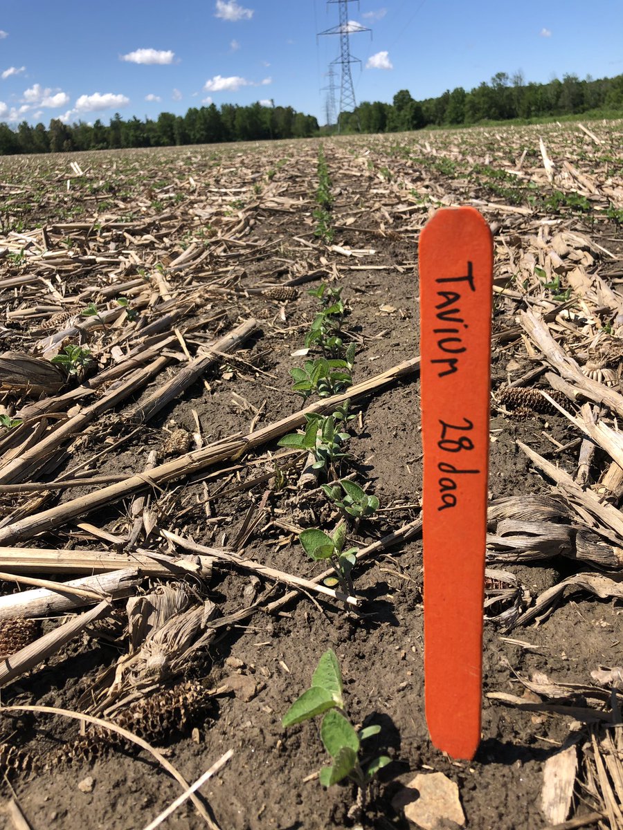 JoannaMWallace's tweet photo. Happy ☀️ beautiful day! These Xtend beans are ready to get growing with some sunshine and heat. Best part is with #Tavium applied 28 days ago they don’t have to worry about Canada Fleabane or early weed competition. @syngentacanada https://t.co/socDRJyneG