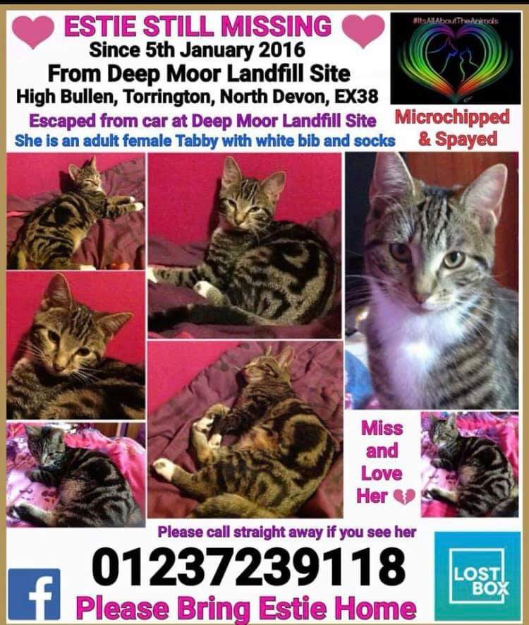 AlanDaffern's tweet photo. Estie female #Tabby with white bib, has been #missing since the 5th of January 2016 #Lost when she escaped from a car at Deep Moor Landfill Site, #HighBullen #Torrington #Devon #EX38 area. Have you taken Estie into your home/rehomed her. Estie is microchipped and spayed. #LostCat https://t.co/6MKqHiFw75
