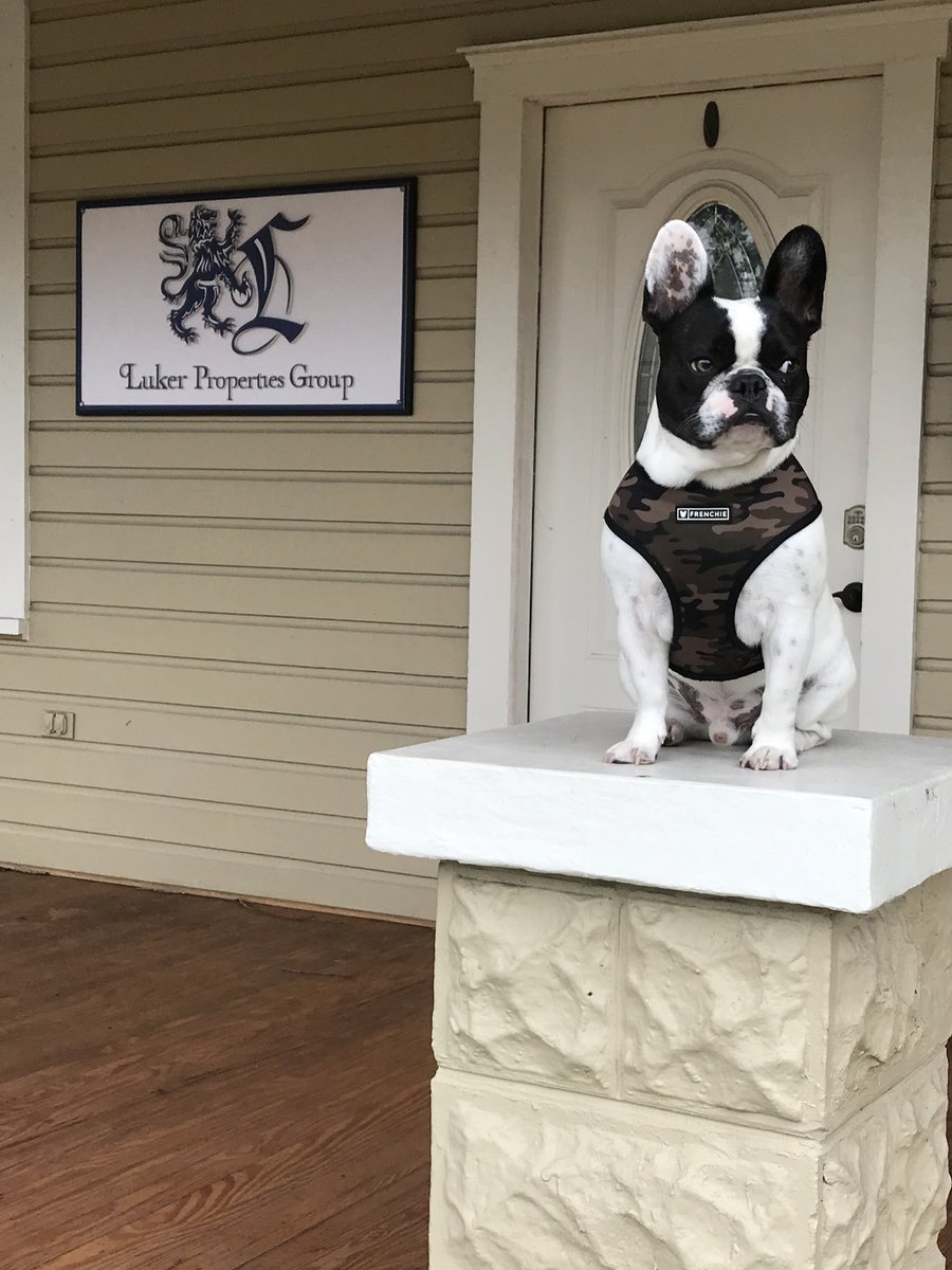 Lukerproperties's tweet photo. AND it's #takeyourcattoworkday! Wallace stepped outside the office to catch some rays on the #FirstDayofSummer https://t.co/2SdMTaCfok