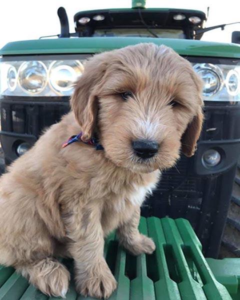 Along for the ride #bringyourdogtoworkday 📸 : Jillian K