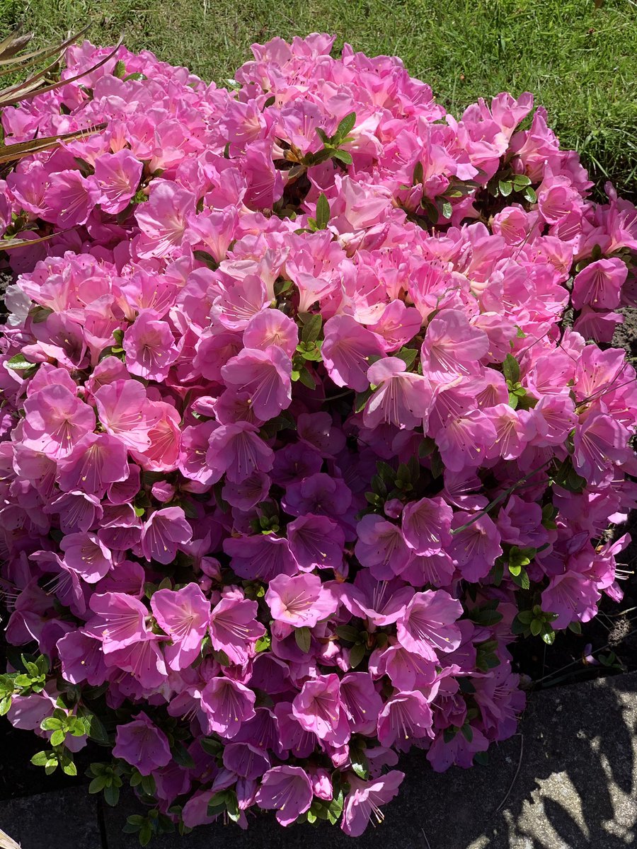 I_a_c_o_b_u_s's tweet photo. What bright and vibrant colours to match #HRHTheQueen #TheQueen at #RoyalAscot today... #Azalea #GardenPost #Flower @DrAmirKhanGP will appreciate this! https://t.co/uErT8oUgdY