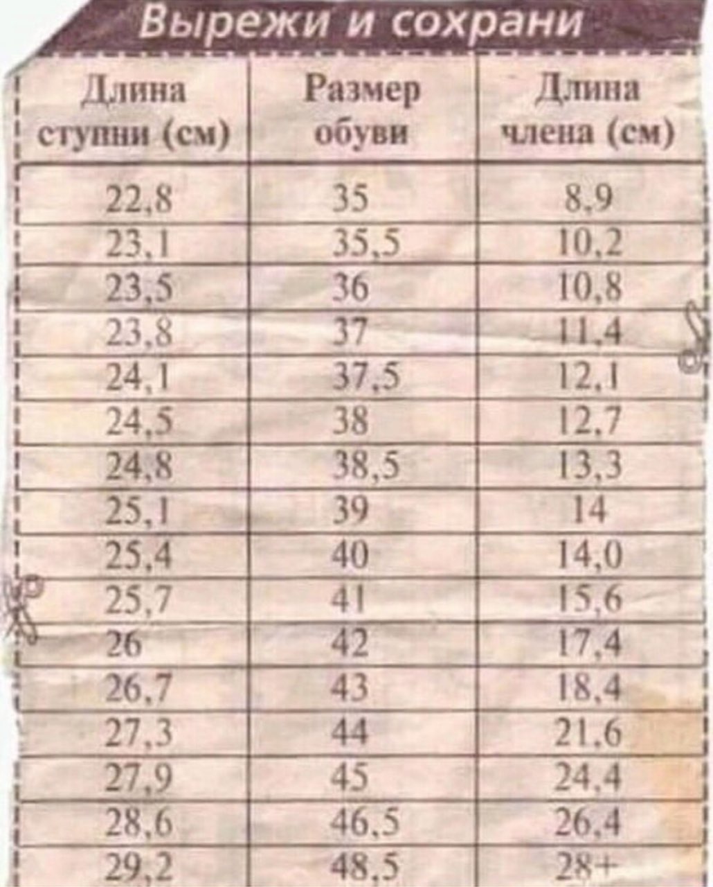 Полового средняя члена длина
